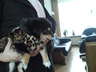 Gizmo is vandaag een week bij ons! - 15/01/2010