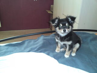 Gizmo's 3e puppy-spuitje! 22/02/2010