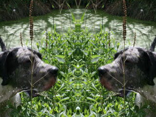 Test of u geschikt bent voor een duitse dog !!!!!