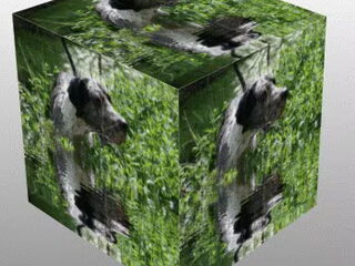 Test of u geschikt bent voor een duitse dog !!!!!