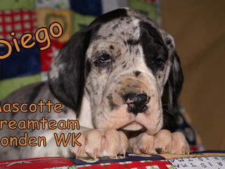 Test of u geschikt bent voor een duitse dog !!!!!