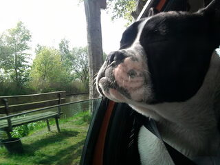 Onze boefjes!!
