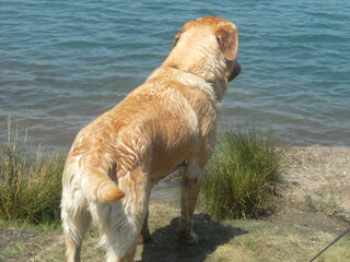 wandelen met Yenzo