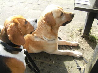 wandelen met Yenzo