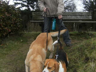 wandelen met Yenzo