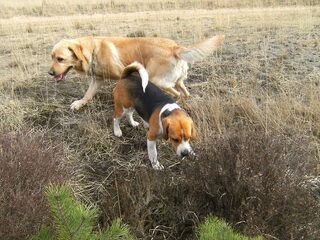 wandelen met Yenzo
