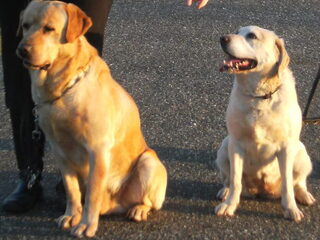 wandelen met Yenzo