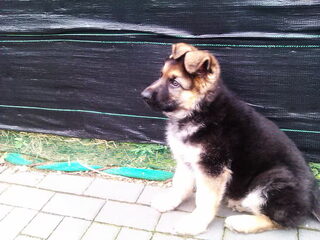 nieuwe puppy
