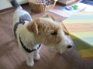 Toby ging en Snoopy kwam in ons leven.
