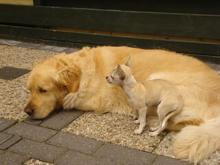 ORRY SPETTER SUUS EN DE BOY