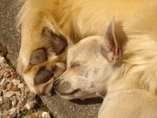 ORRY SPETTER SUUS EN DE BOY