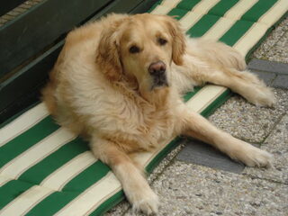 ORRY SPETTER SUUS EN DE BOY