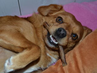 Onze Spaanse zonnetjes,gered door Ace-charity ,uit de Spaanse hel ....