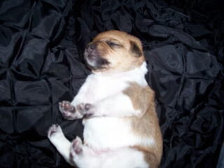 onze kleine pupjes nu 11 dagen jong