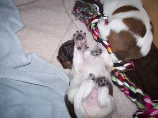onze kleine pupjes nu 11 dagen jong