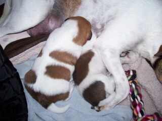 onze kleine pupjes nu 11 dagen jong