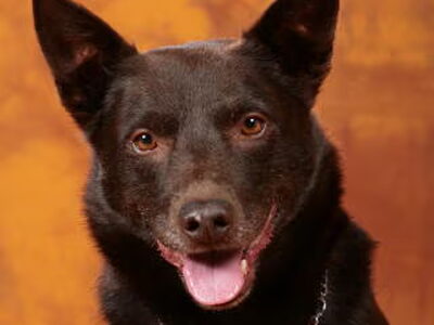 Australian Kelpie
