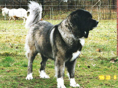 Kaukasische Owcharka