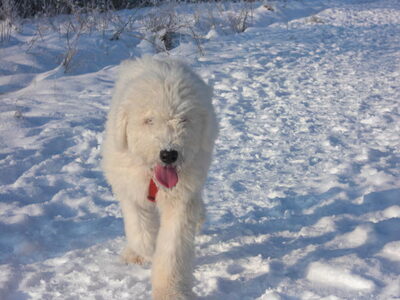 Komondor