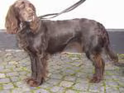 Duitse Wachtel (Kwartelhond)