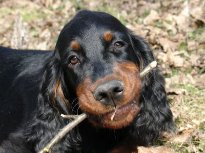 Gordon Setter