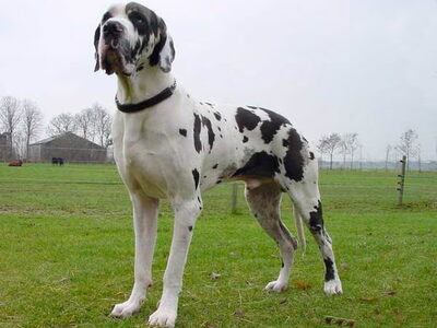 Duitse Dog
