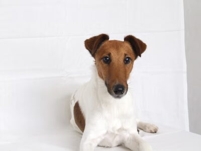 Foxterrier, gladhaar