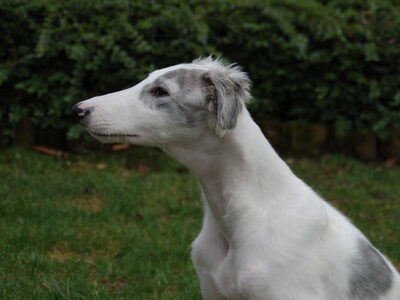Barzoi