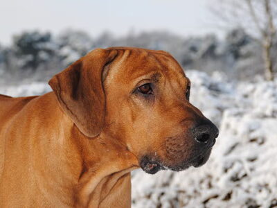 Rhodesian Ridgeback
