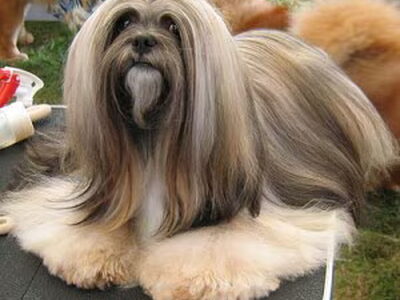 Lhasa Apso