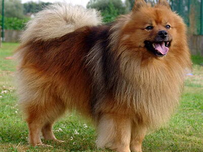 Keeshond, Middenslag