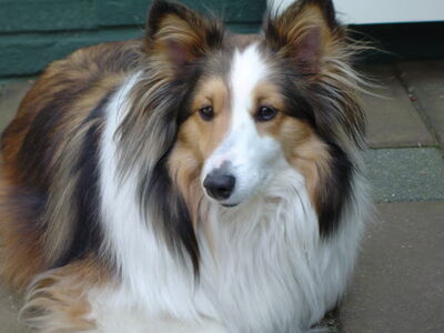 Sheltie