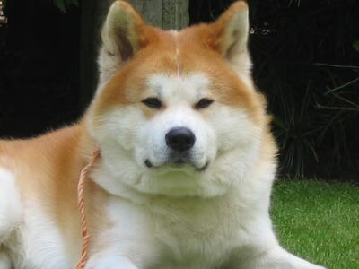 Japanse Akita