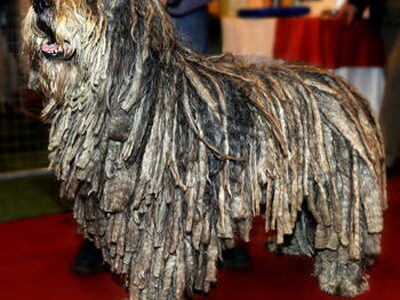 Bergamasco
