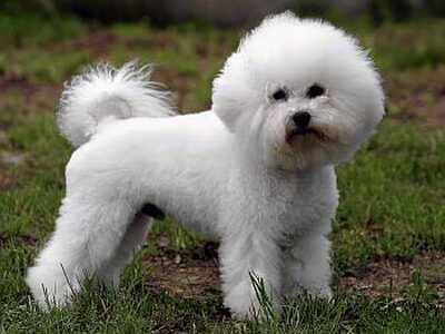 Bichon Frise