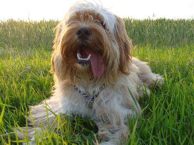 Tibetaanse Terrier