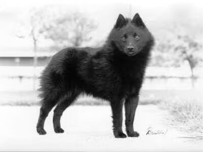 Schipperke