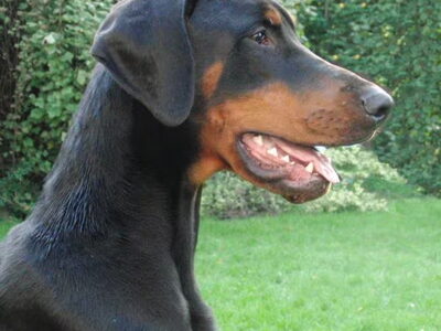 Dobermann