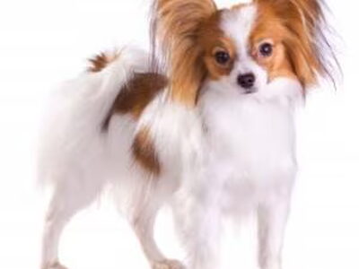 Vlinderhond