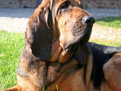 Bloedhond