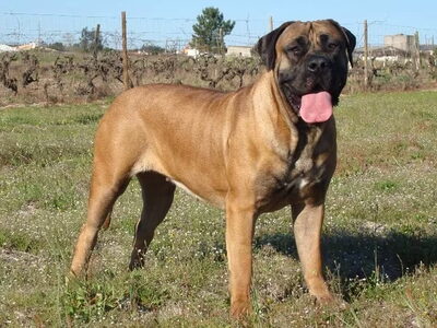 Boerboel