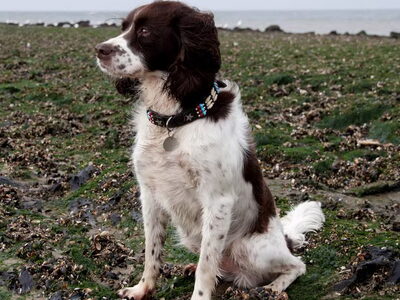 Engelse Springer Spaniel