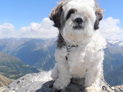 Shih Tzu