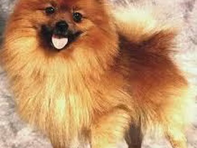 Keeshond, Klein