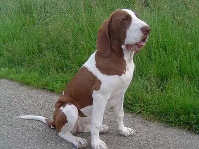 Bracco Italiano