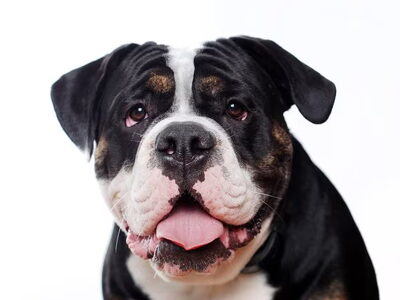Old English Bulldog