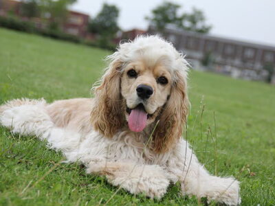 Amerikaanse Cockerspaniel