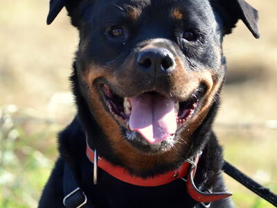 Rottweiler