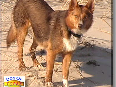 American Indian Dog