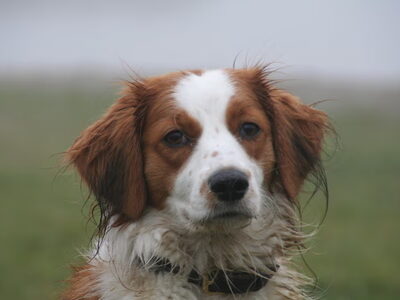 Kooikerhondje